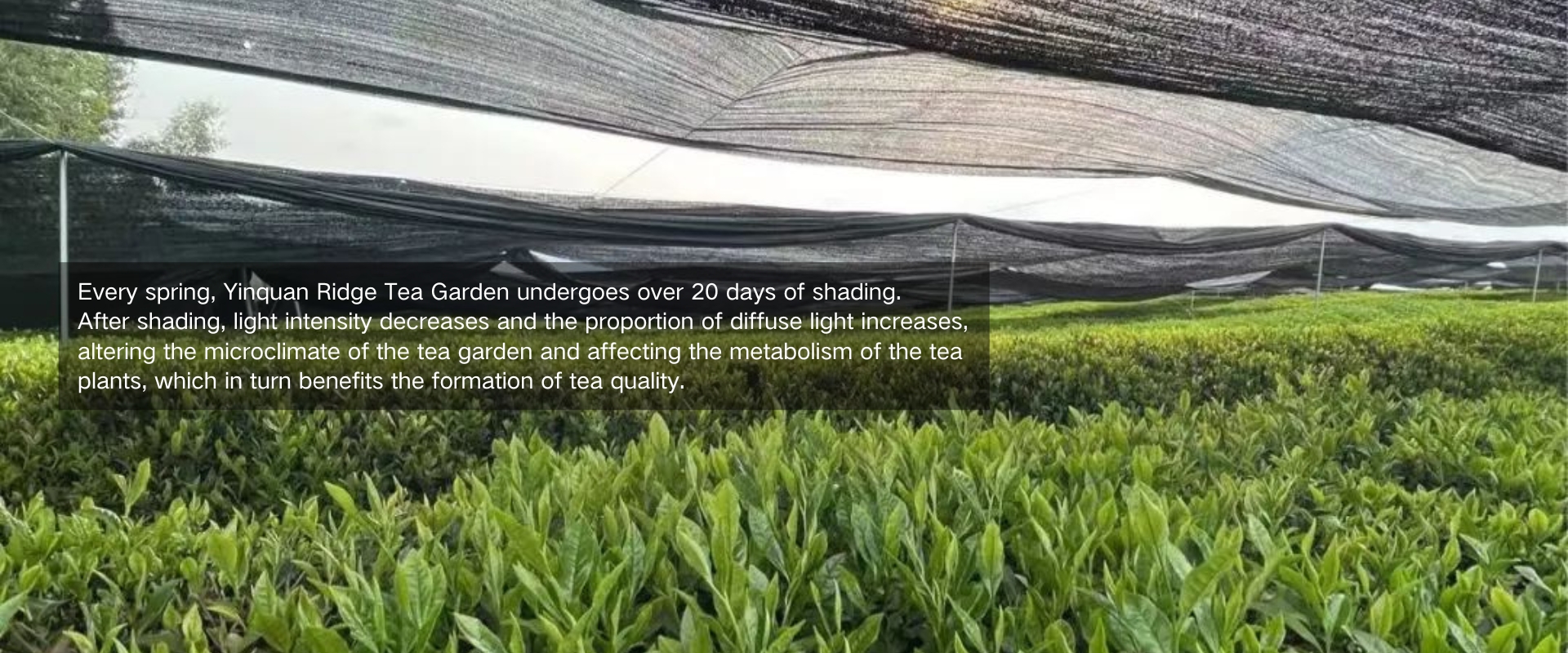 遮荫覆盖1920 x 800