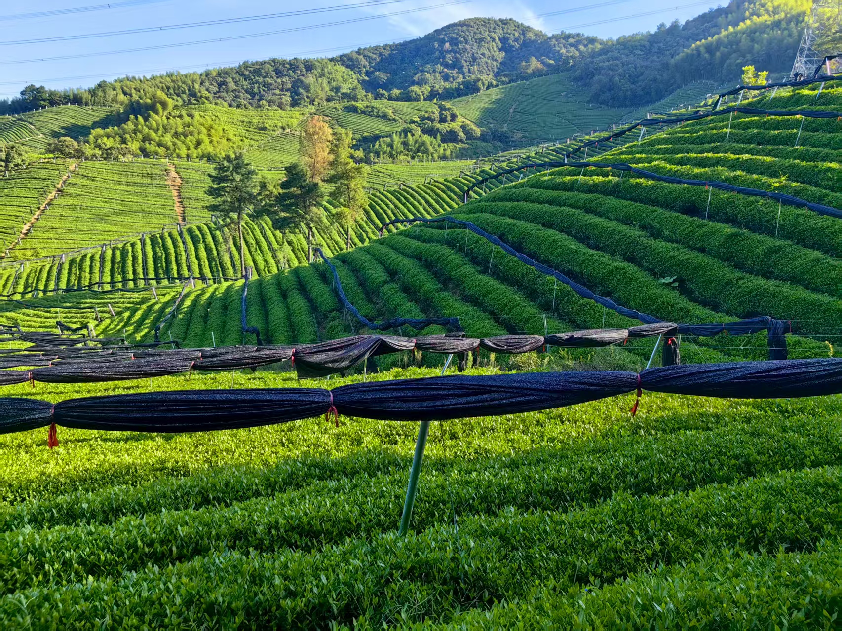 Tea plantation landscape in YinQuan supply base