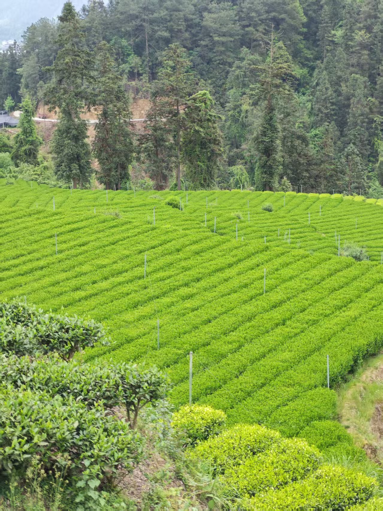 Orderly tea rows in plantation base