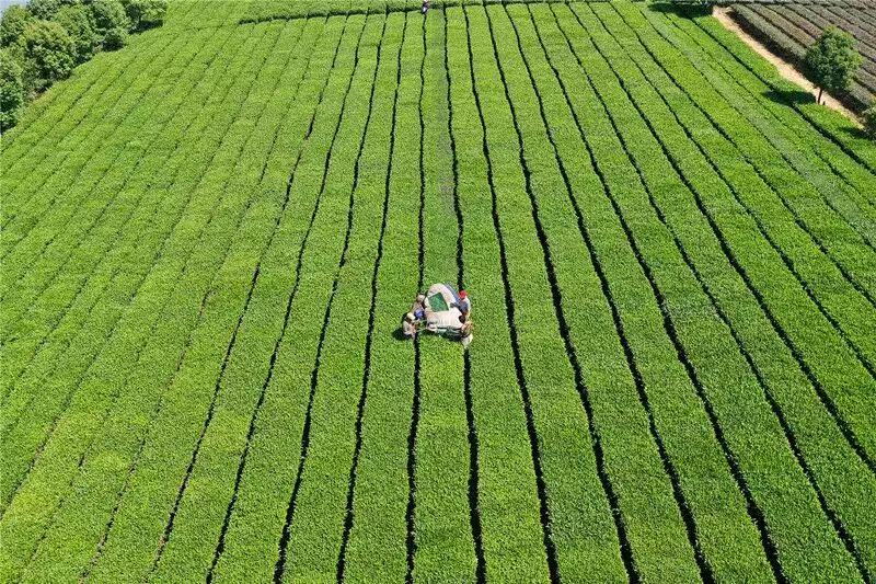 Top view of tea plantation rows